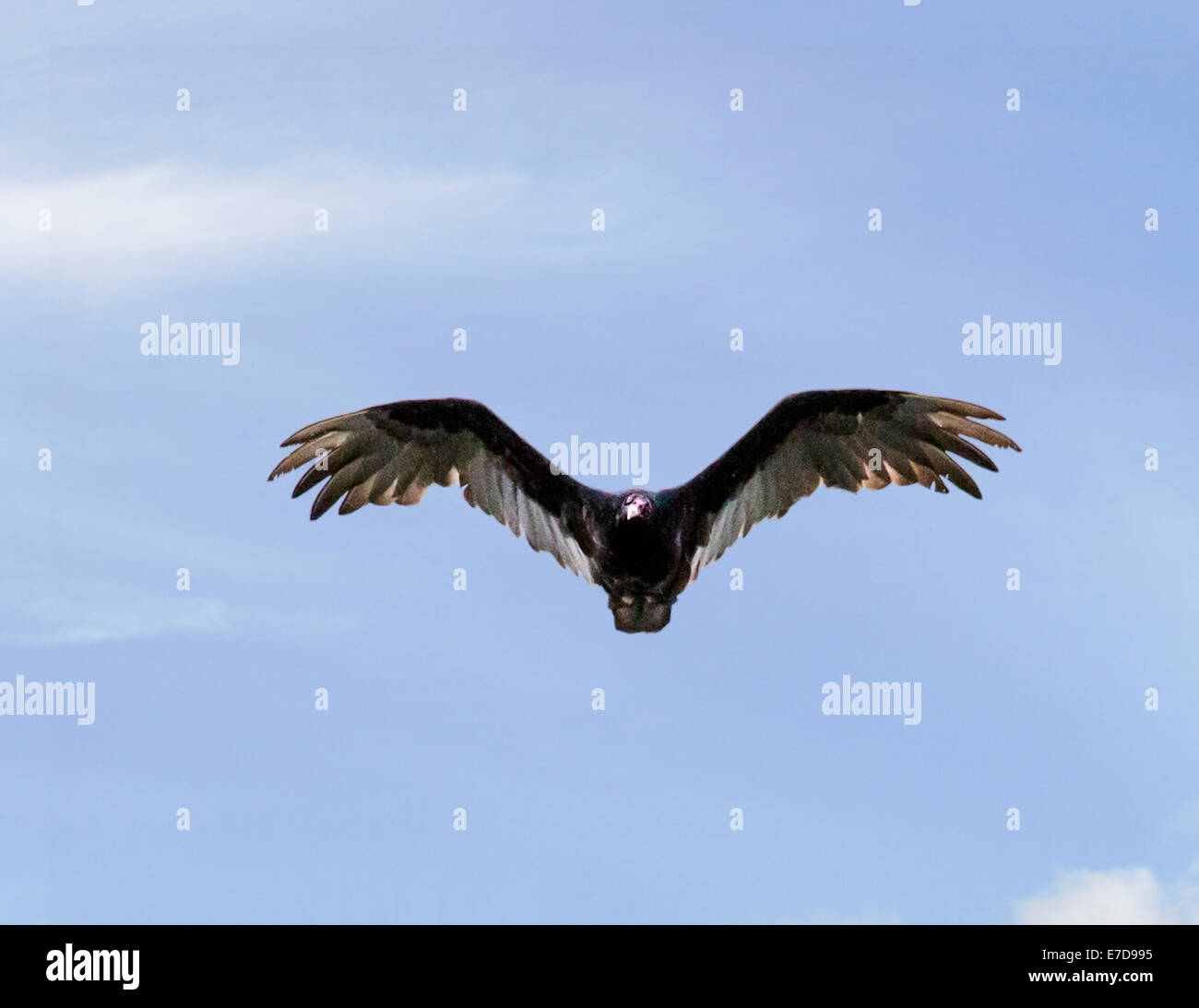 Turkey Vulture (Cathartes aura), turkey buzzard, genus Cathartes, family Cathartidae, flying against a cobalt blue Colorado sky. Stock Photo