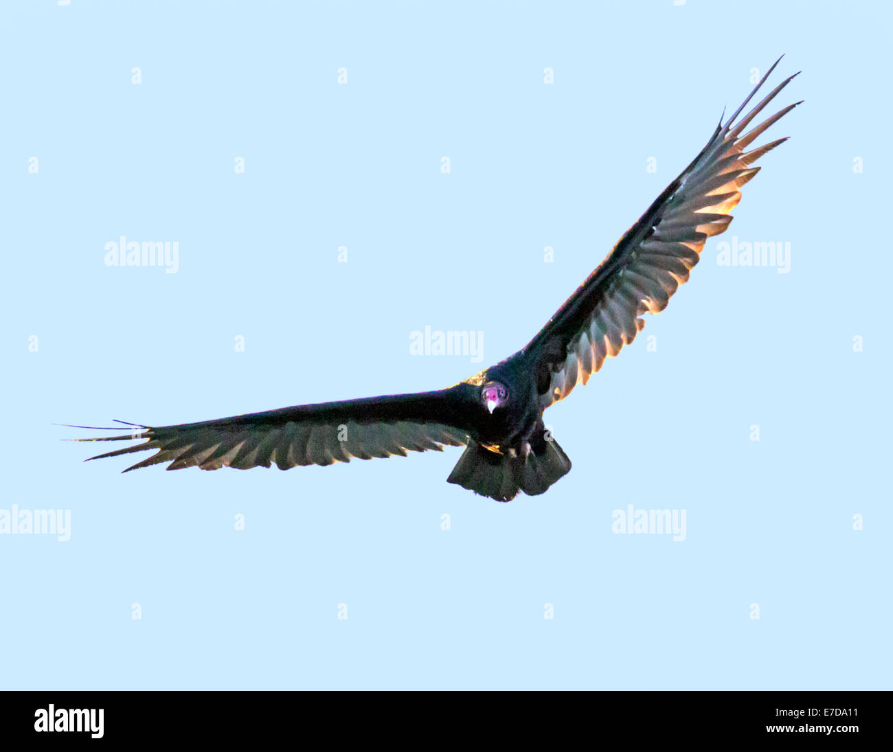 Turkey Vulture (Cathartes aura), turkey buzzard, genus Cathartes, family Cathartidae, flying against a cobalt blue Colorado sky. Stock Photo
