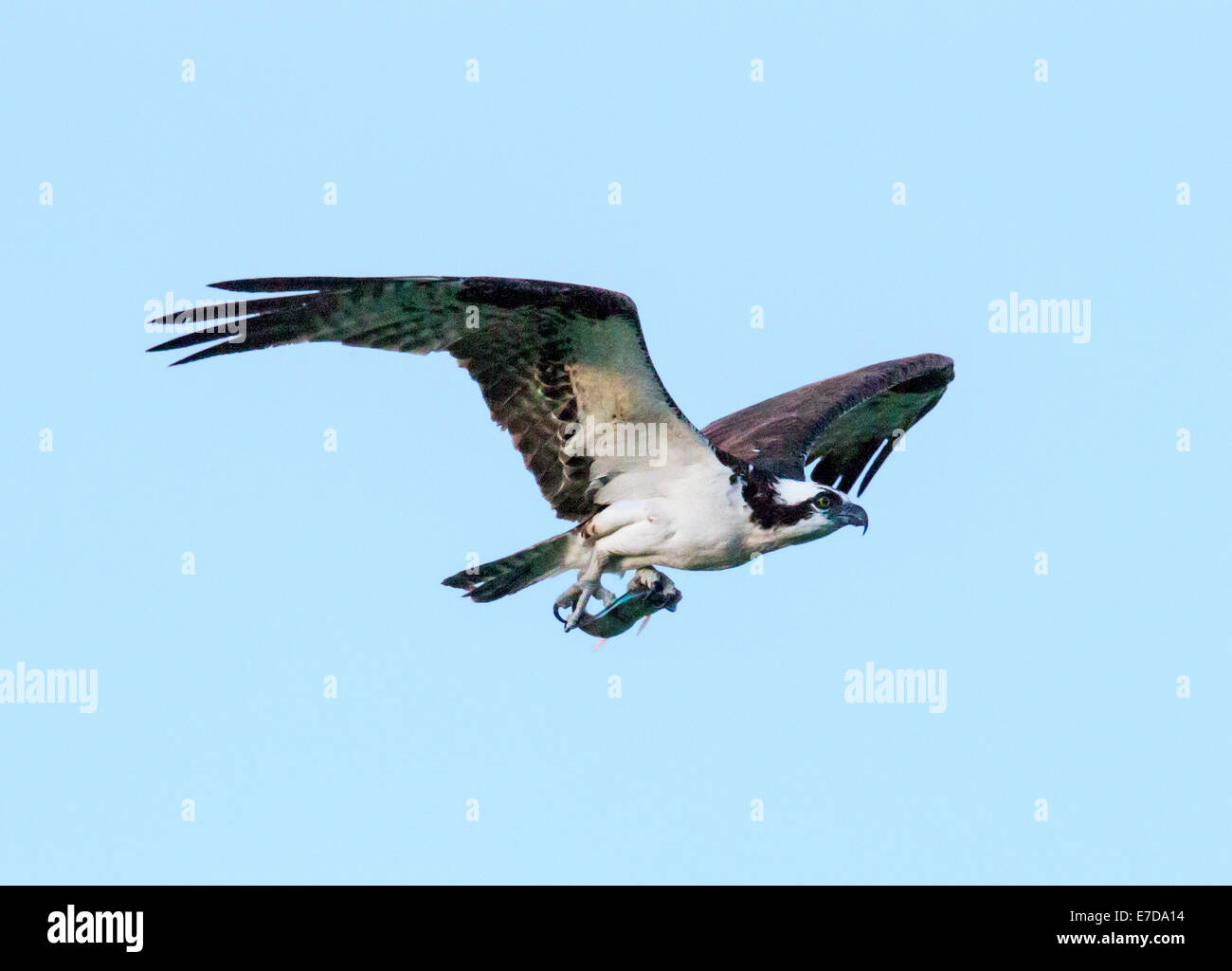 Osprey in flight carrying fresh caught fish, Pandion haliaetus, sea hawk, fish eagle, river hawk, fish hawk, raptor Stock Photo