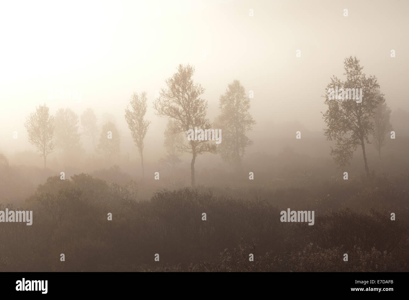 Misty autumn morning at Dovrefjell in Dovre kommune, Oppland fylke, Norway. Stock Photo