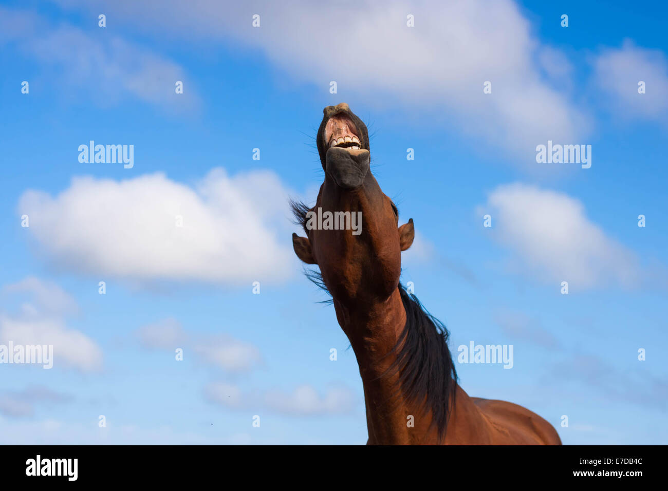 Horse braying against a blue sky with clouds Stock Photo