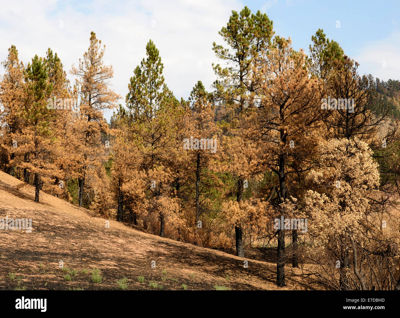 Aftermath of swift forest fire leaving burned pine trees and scorched earth. Stock Photo