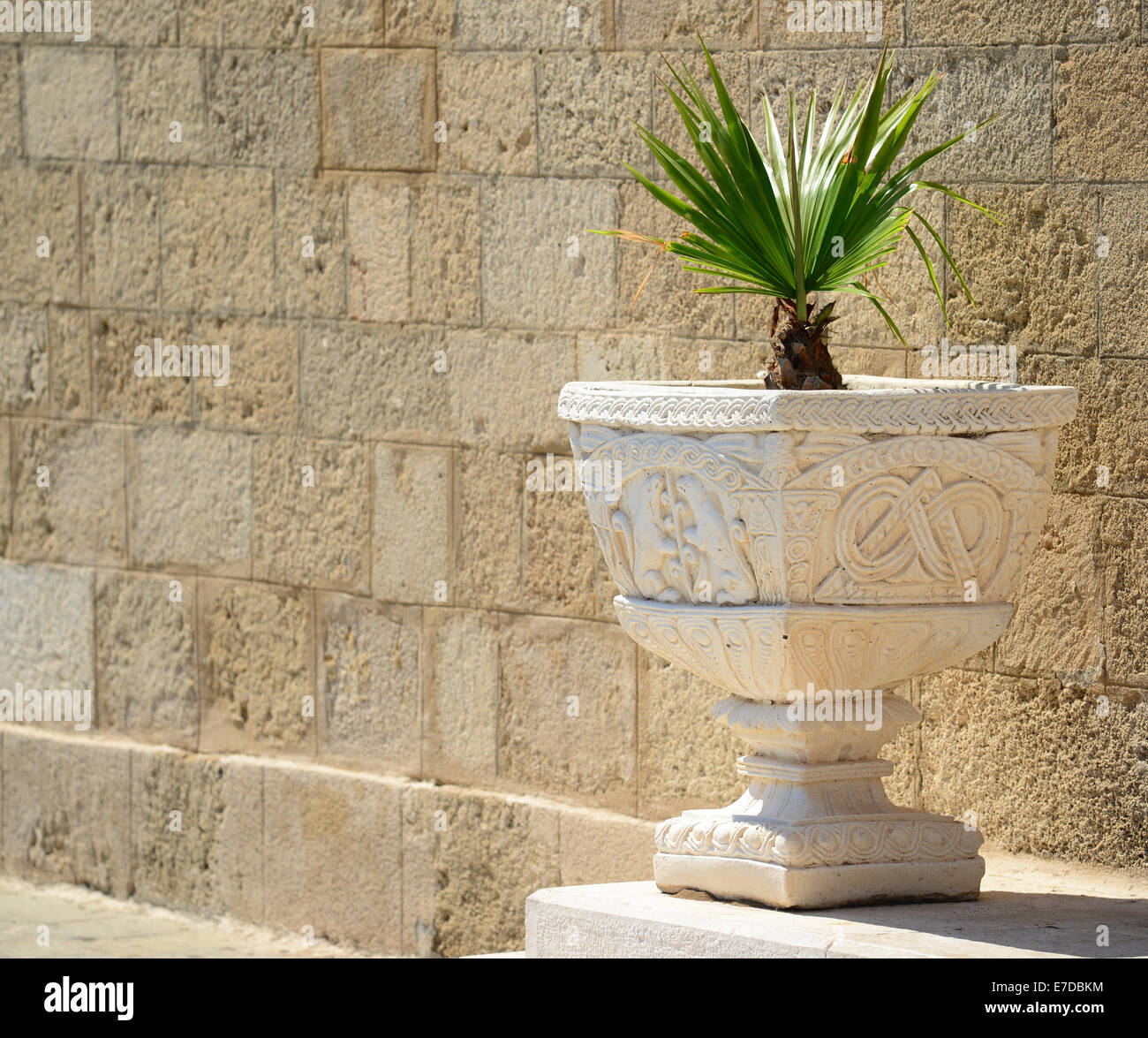 Palm tree in stone vase outdoors Stock Photo Alamy
