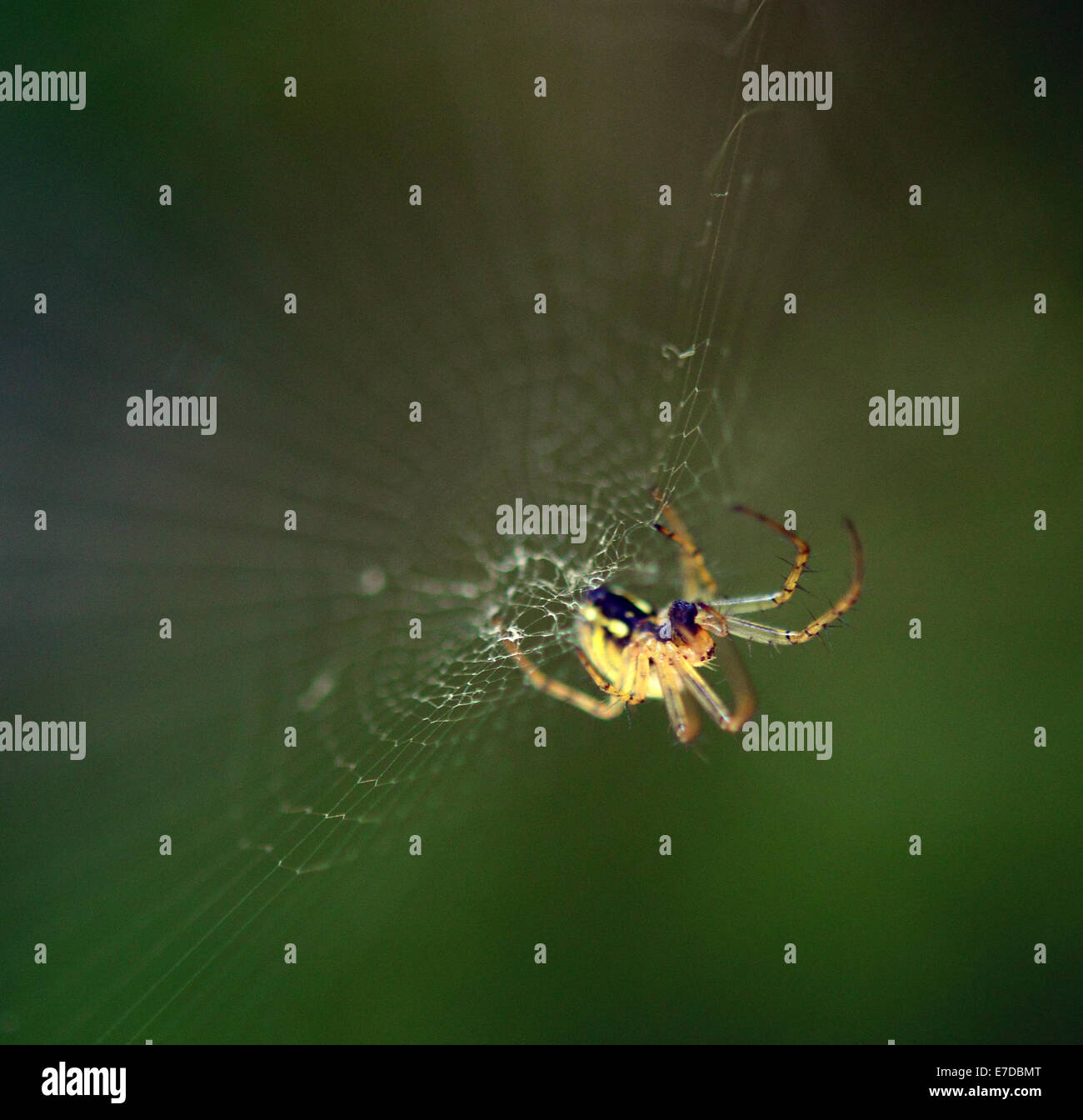 Spider amd web macro shot Stock Photo - Alamy