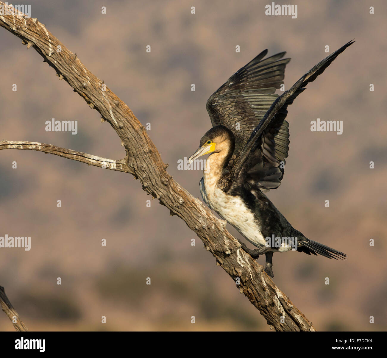 cormorants climbing tree Stock Photo - Alamy