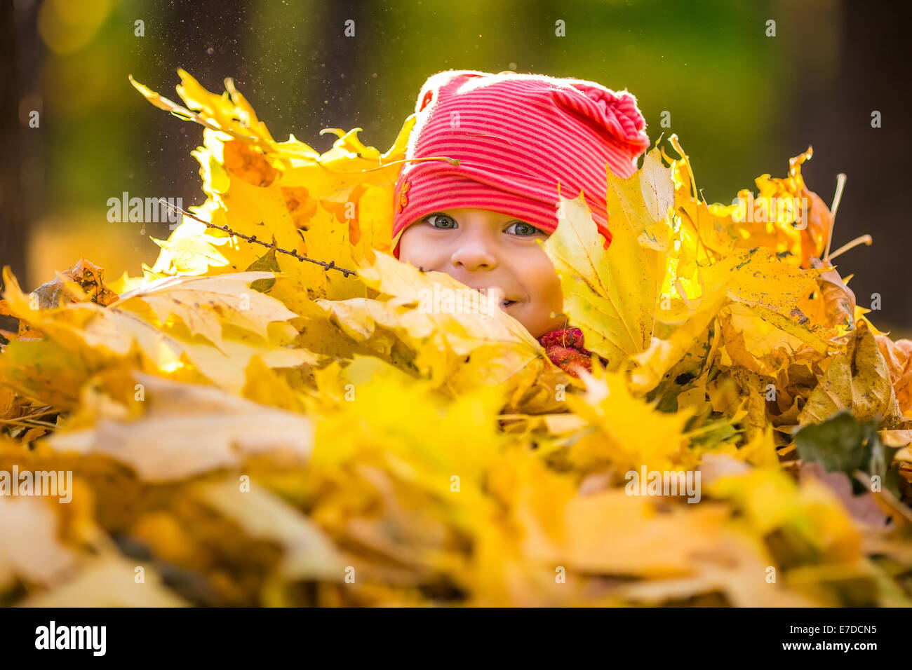 Little girl playing with autumn leaves Stock Photo - Alamy