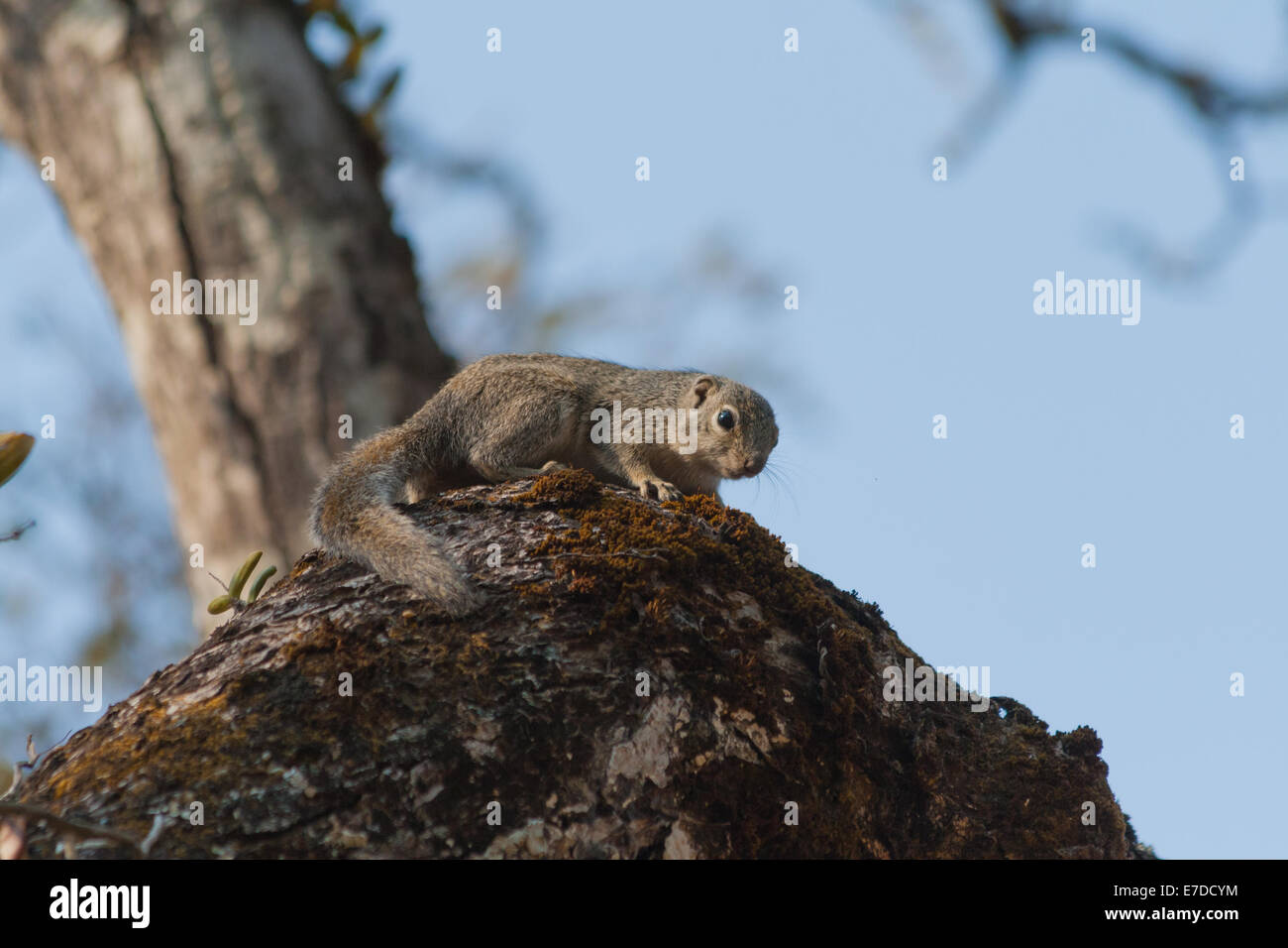 An African squirrel poses next to a tiny orchid plant for the camera in the bush of North Western Province, Zambia. Stock Photo