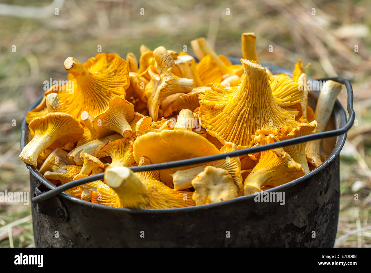Fresh golden chanterelle mushrooms in a pot Stock Photo