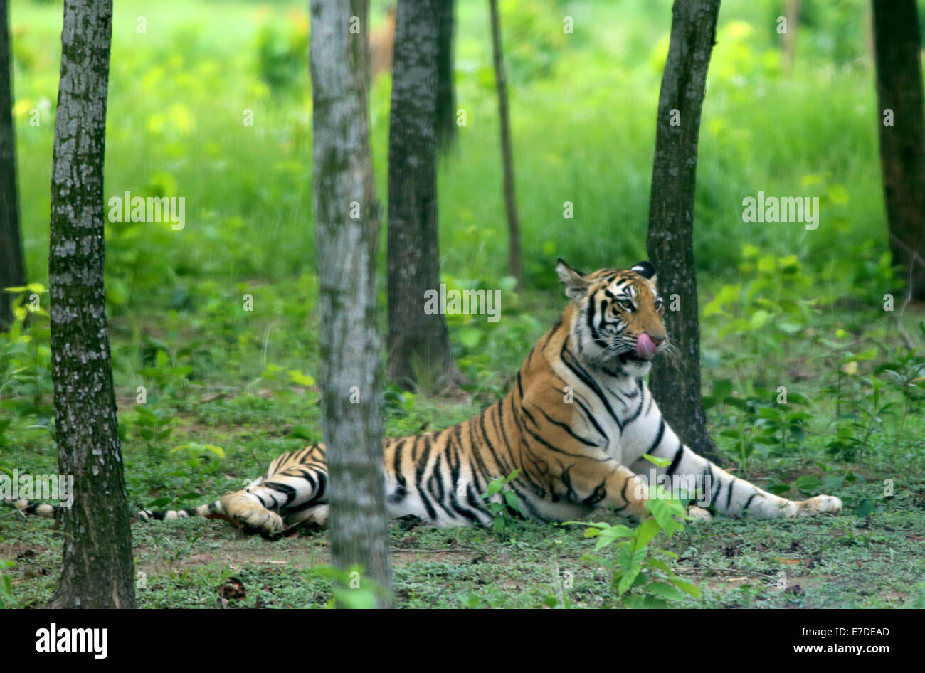 Tiger in jungle with selective focus Stock Photo Alamy