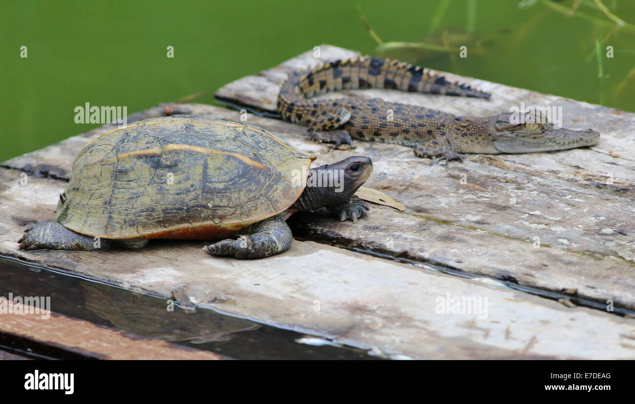Young  turtle and crocodile with selective focus Stock Photo