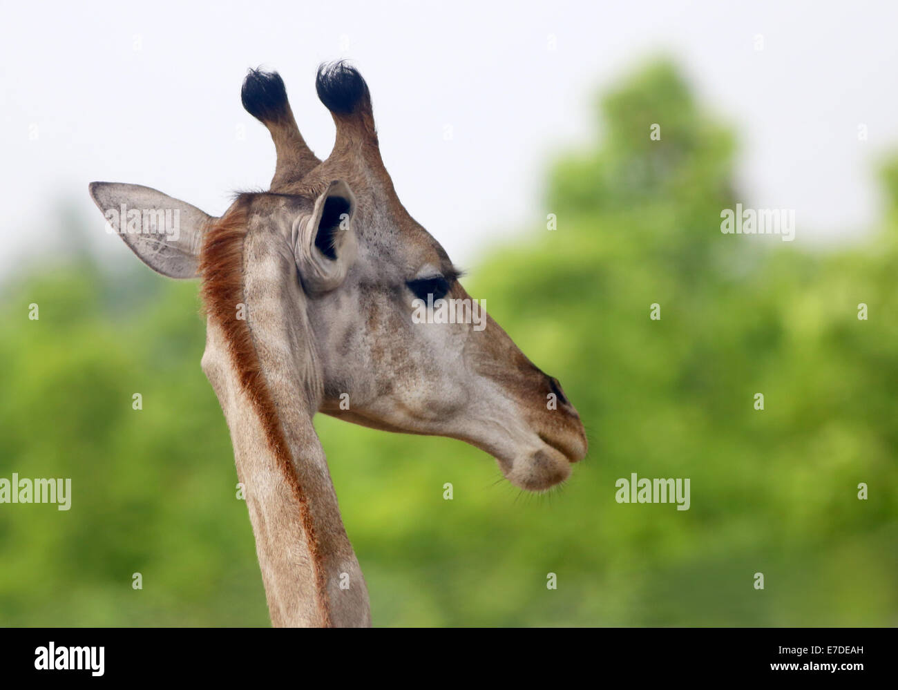 Giraffe head with selective focus Stock Photo