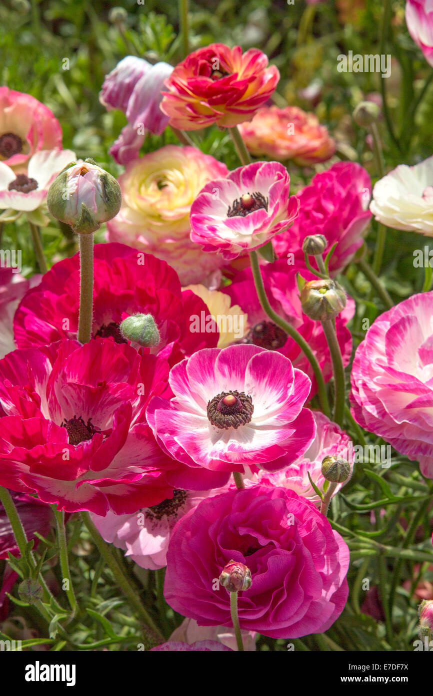 Colorful Ranunculus flowers Stock Photo