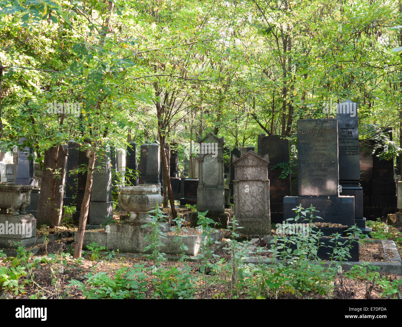 Old gravestones among the trees in the Kozma Street Jewish Cemetery, Budapest, Hungary Stock Photo