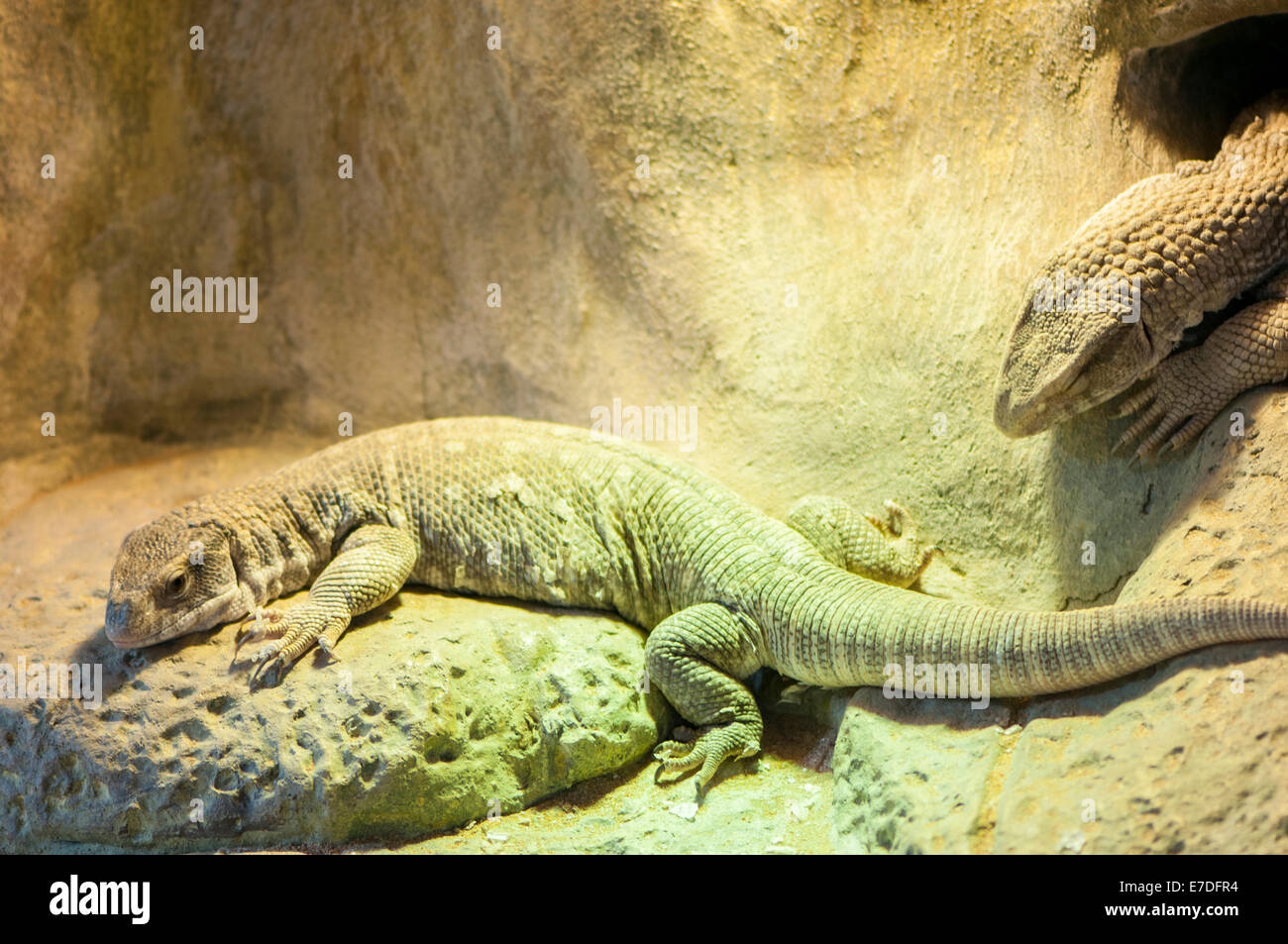 very large lizards sunning terrarium Stock Photo