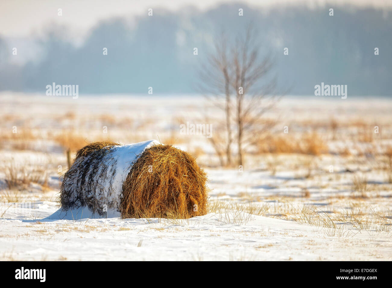 Bale of hay in a field, winter landscape Stock Photo