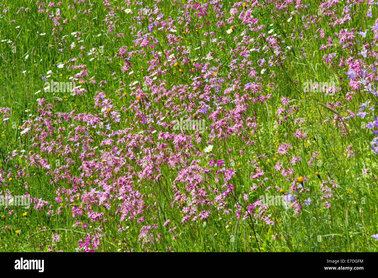 meadow wildflowers cuckoo light red carnations bellflower Stock Photo