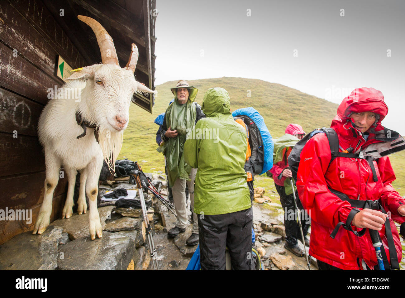 Walkers on the Tour Du Mont Blanc share shelter from heavy rain with a goat on the Col Du Bonhomme near Les Contamines, French Alps. Stock Photo