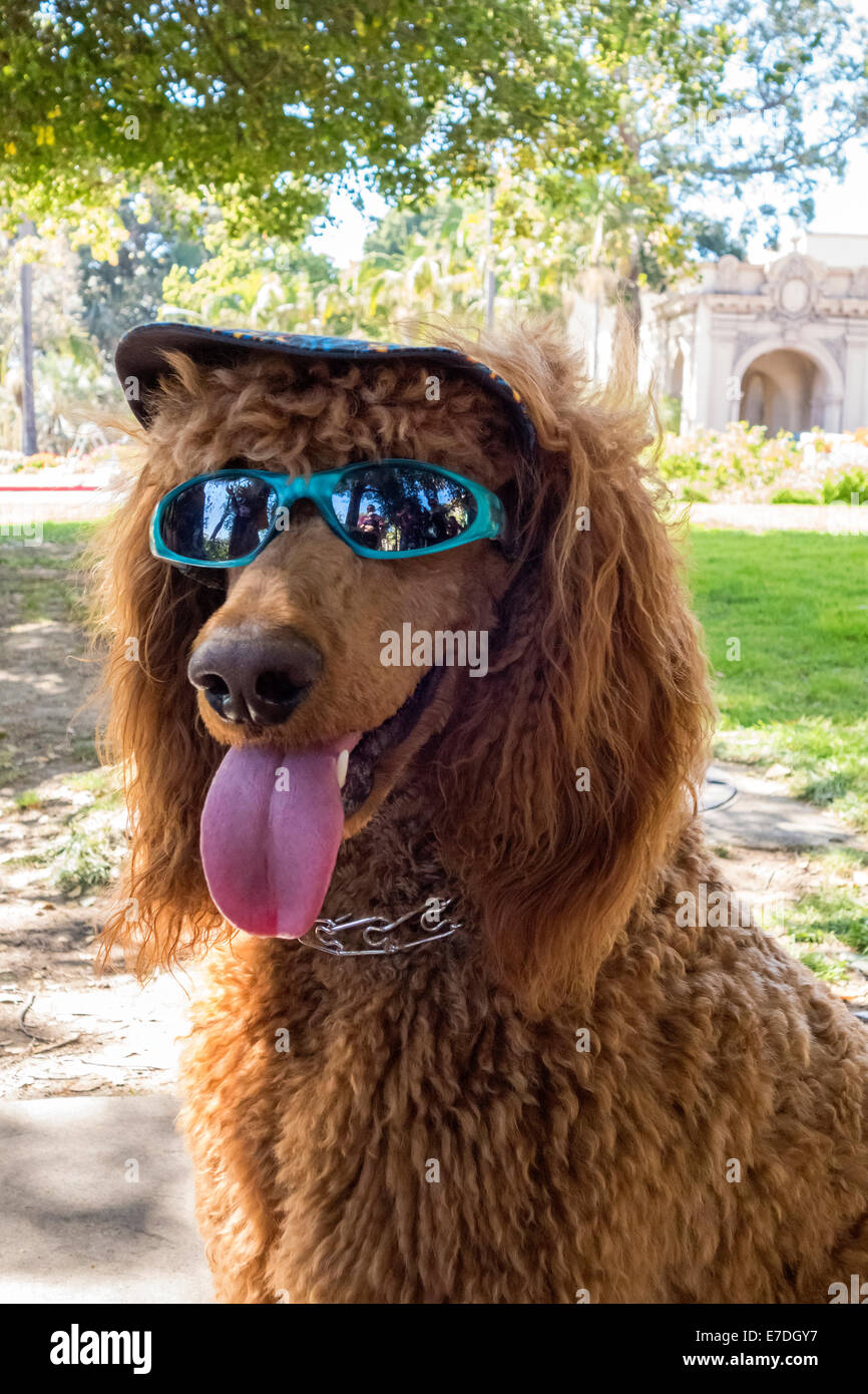 Dressed-up dog in the park, San Diego, California Stock Photo