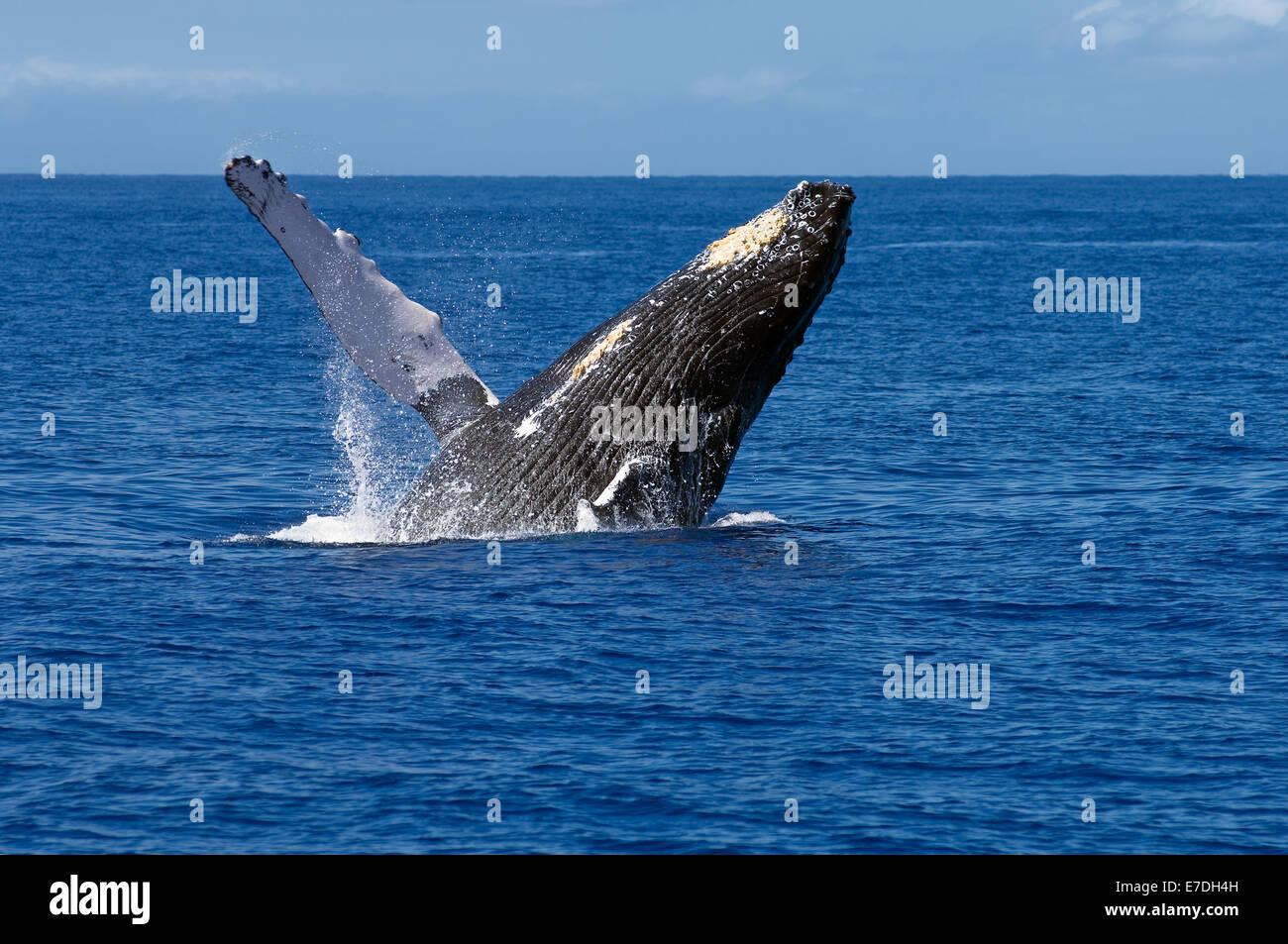 A humpback whale breaches off the coast of Maui, Hawaii.  The humpback whale migrates to the warm Hawaiian waters during the win Stock Photo