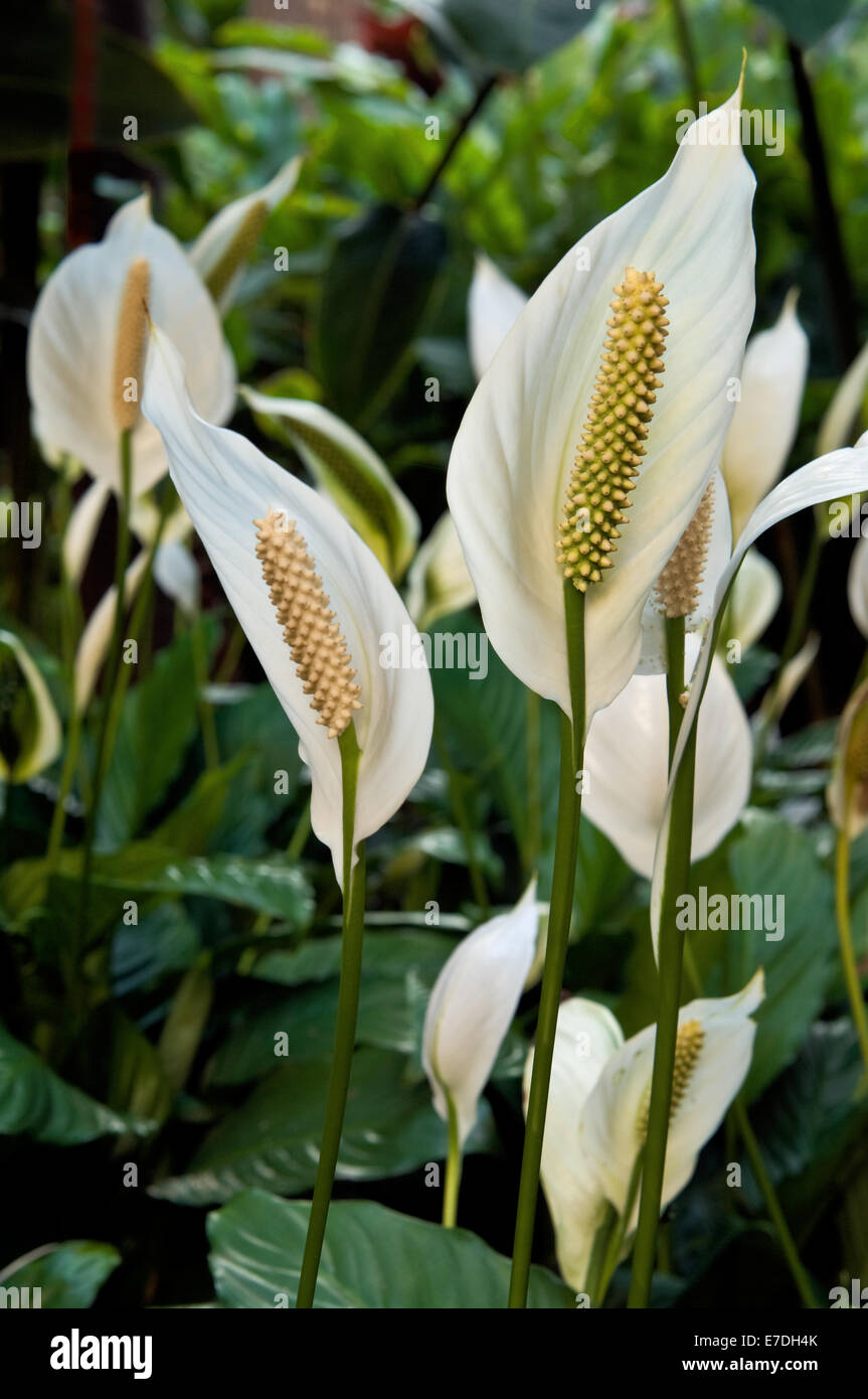 A collection of peace lilies flourish in a tropical garden. Stock Photo