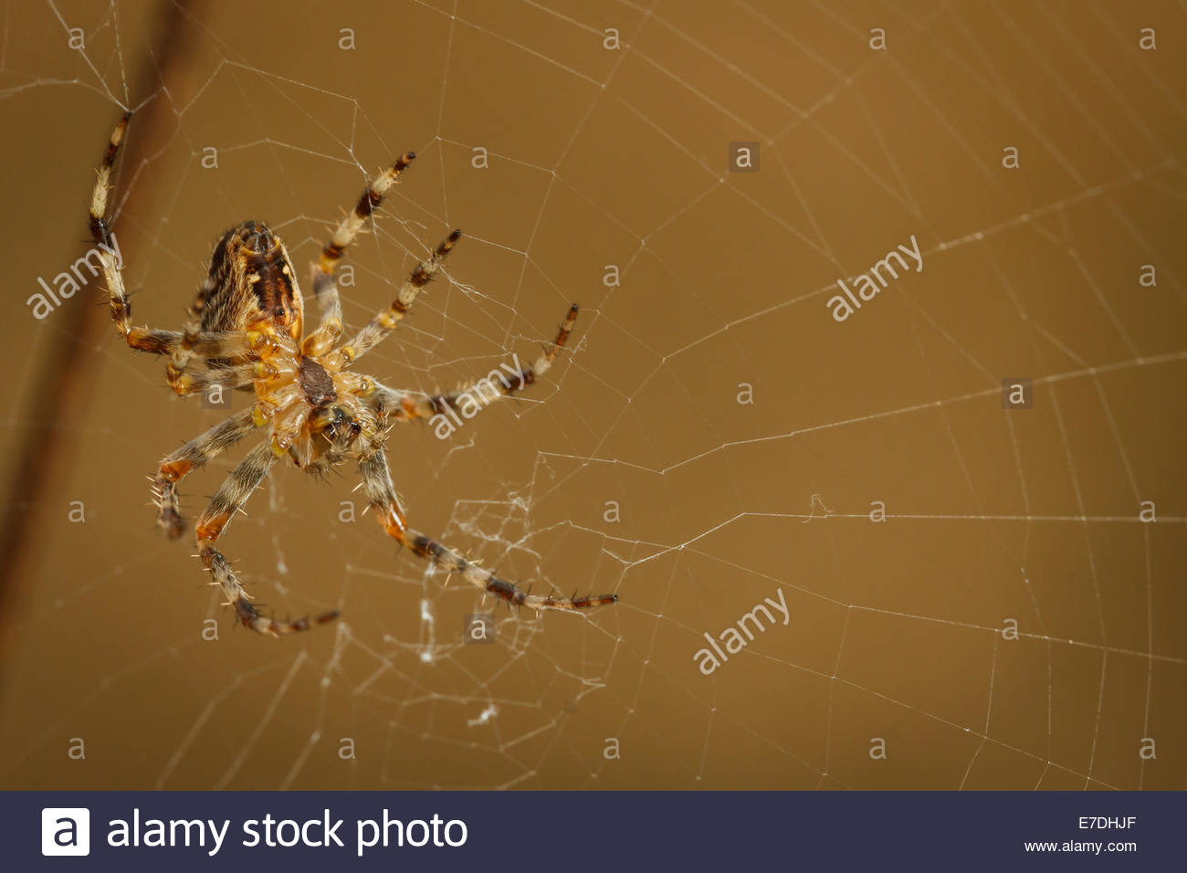 Underside Of A Common Garden Spider Araneus Diadematus On Its
