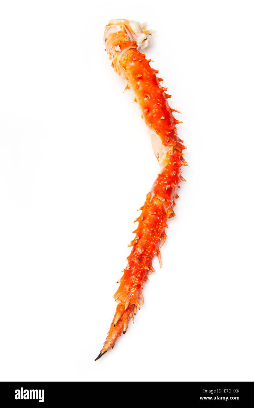 Cooked Peruvian Southern King crab leg (Lithodes Santolla ) isolated on a white studio background. Stock Photo