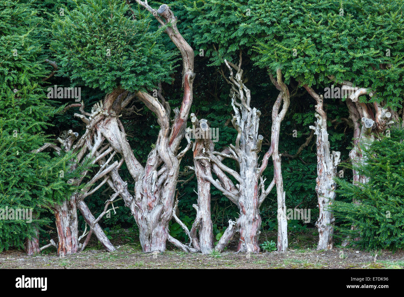 An old yew hedge cut hard back to allow it to regenerate Stock Photo