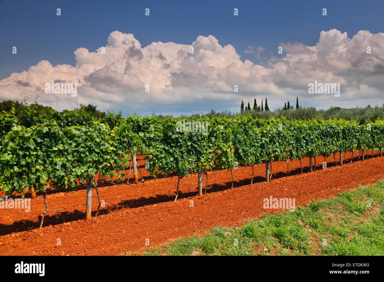 Vineyard landscape in Istria Stock Photo