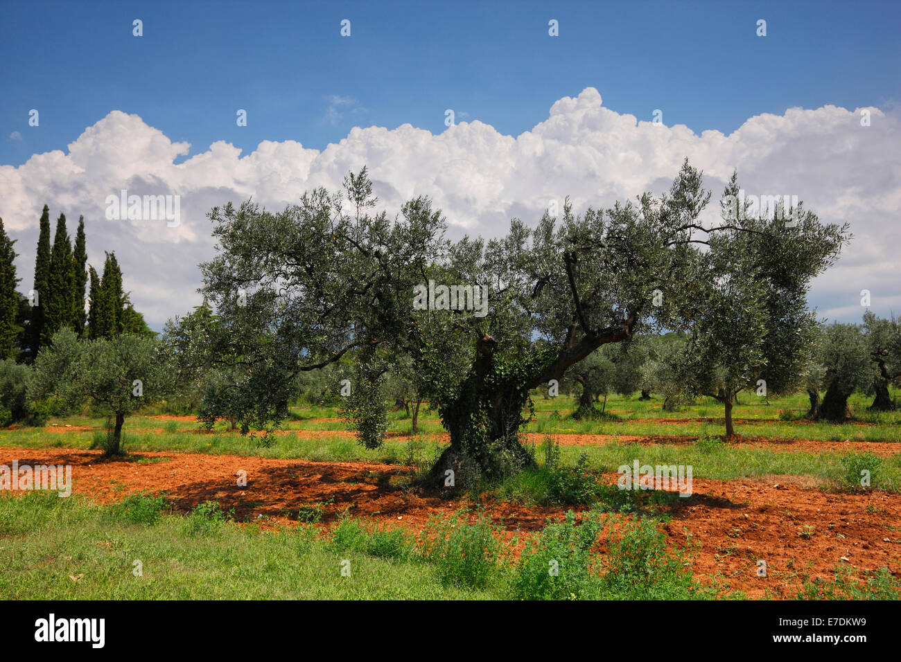 Olive tree in Istria, Croatia Stock Photo