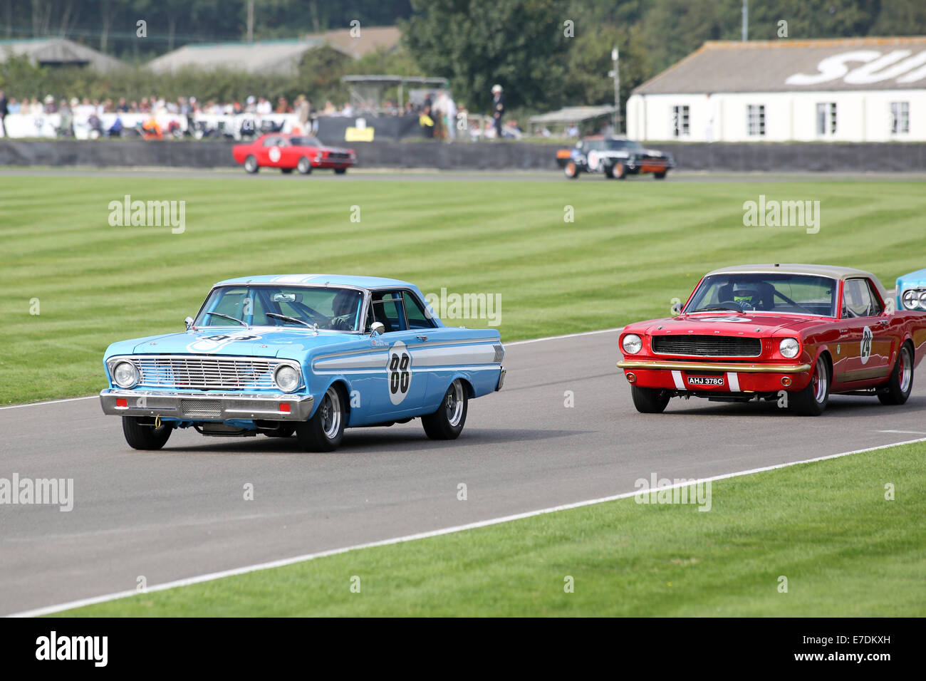 Chichester, West Sussex, UK. 13th Sep, 2014. Pictures from the Goodwood Revival 2014 - The Shelby Cup - A race for saloon cars powered by small-block V8 engines on the 60th anniversary of the small-block V8 engine. A large number of Ford Mustangs mariking the car's 50th anniversary took on other American classics such as Ford Falcon, Plymouth Barracuda, Mercury Comet Cyclone and Dodge Dart. Picture shows: Rob Hall driving a 1964 Ford Falcon Spirit Credit:  Oliver Dixon/Alamy Live News Stock Photo