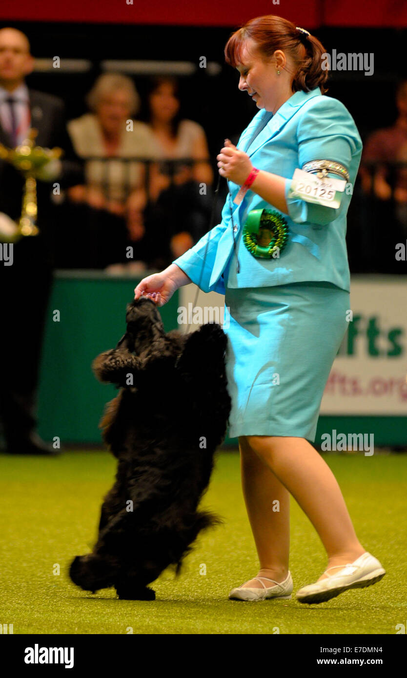 Crufts held at the National Exhibition Centre (NEC) - Day 4 - Gundog Group Judging and Presentations  Where: Birmingham, United Kingdom When: 09 Mar 2014 Stock Photo