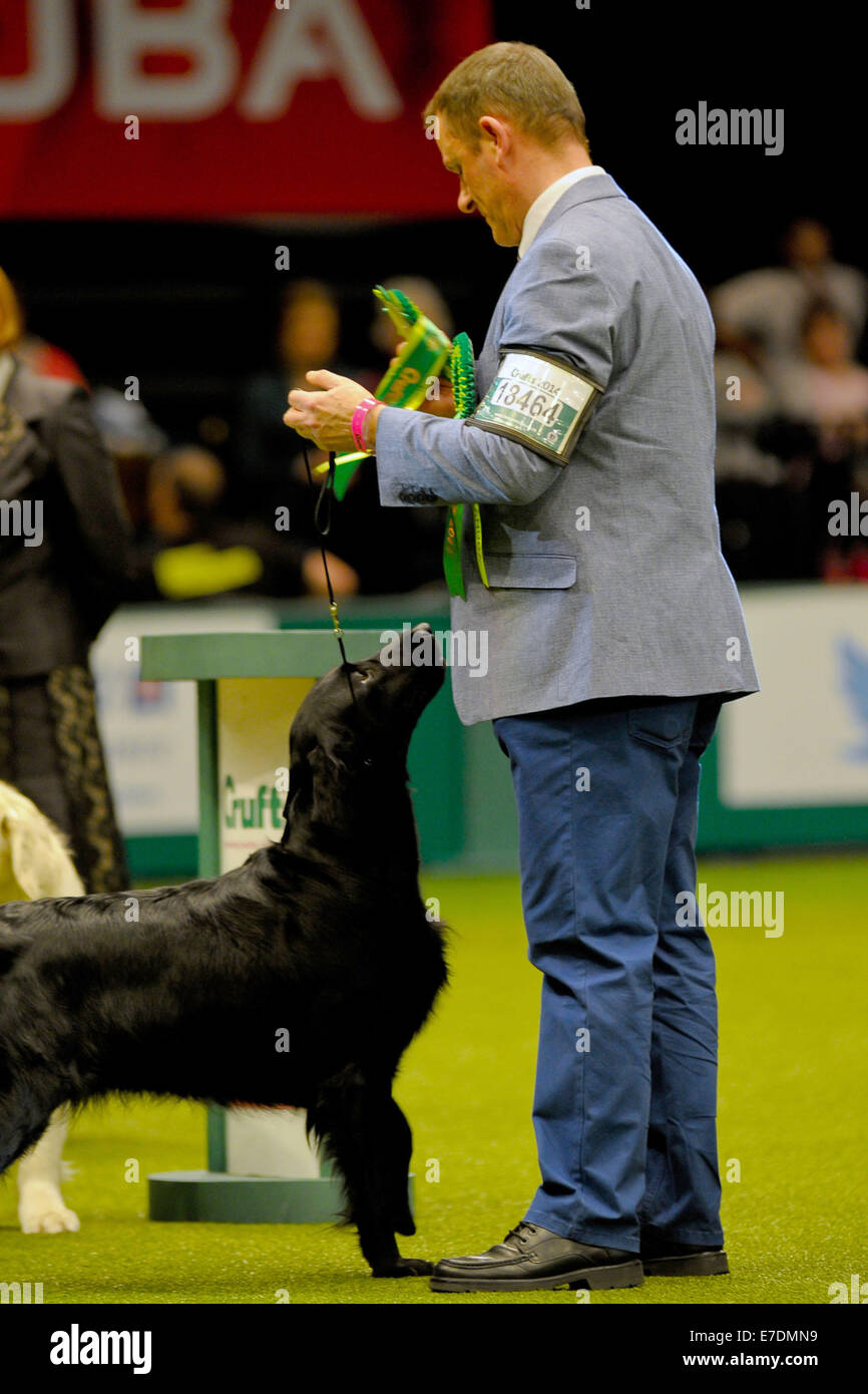 Crufts held at the National Exhibition Centre (NEC) - Day 4 - Gundog Group Judging and Presentations  Where: Birmingham, United Kingdom When: 09 Mar 2014 Stock Photo
