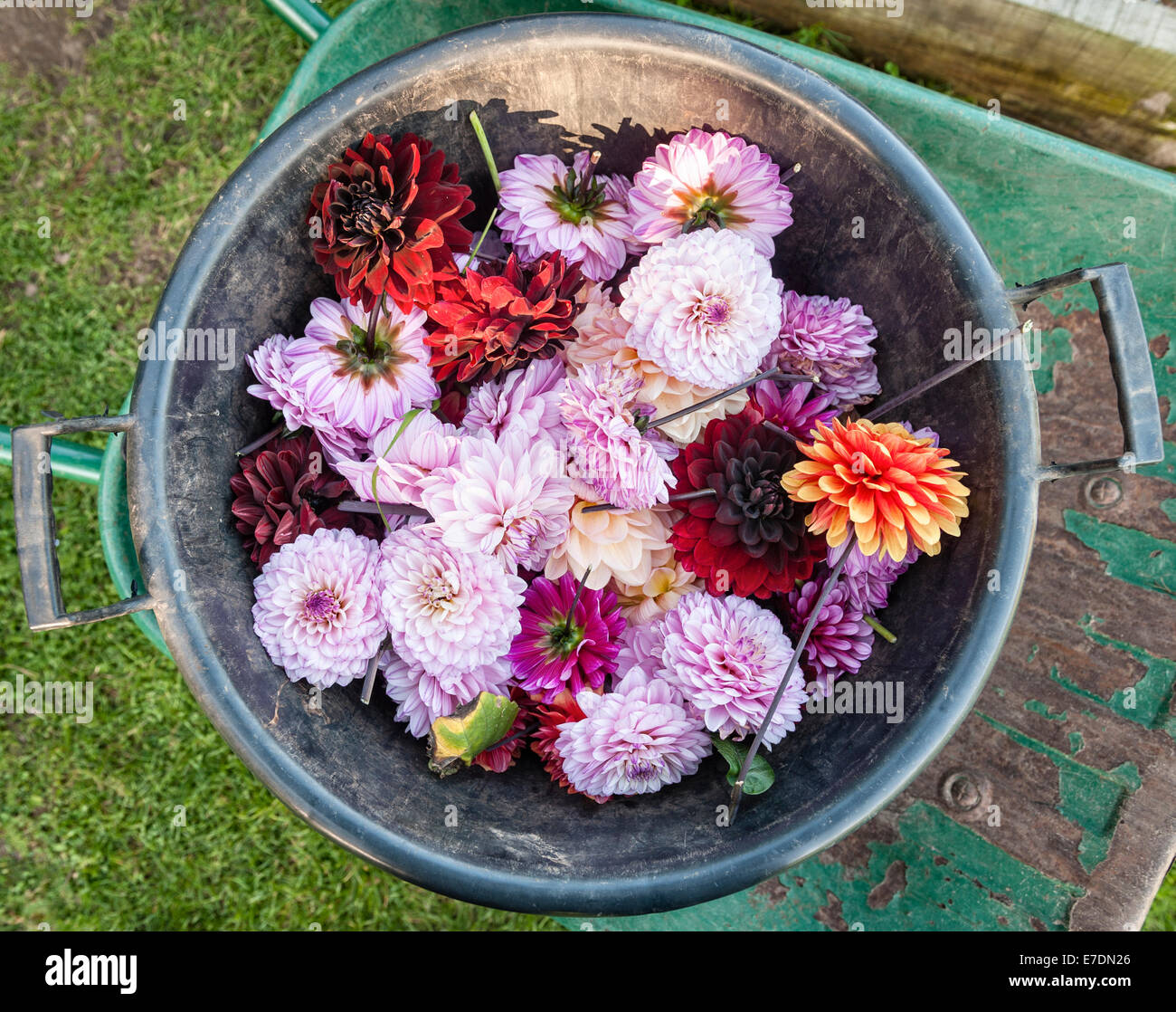 A wheelbarrow and garden bin full of dahlia flowers after deadheading in late summer, UK Stock Photo