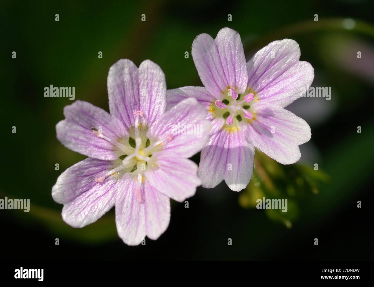 Pink Purslane - Montia sibirica Two pink flowers Stock Photo