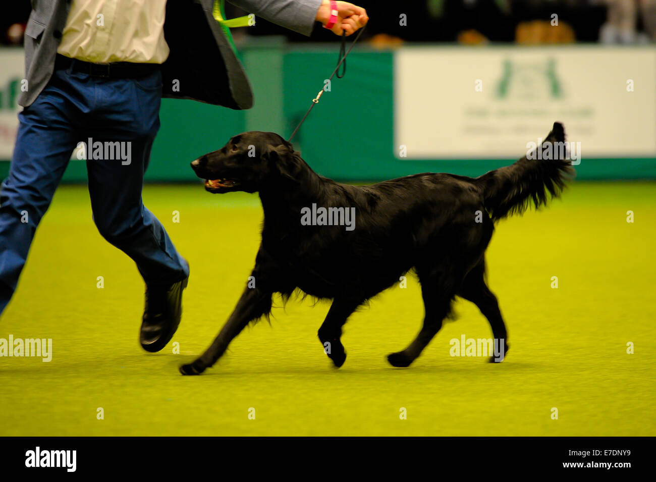 Crufts 2014 Agility Finals and Presentations Parade of Gamekeepers - Group Judging - Gundog  Featuring: Atmosphere Where: Birmingham, United Kingdom When: 09 Mar 2014 Stock Photo
