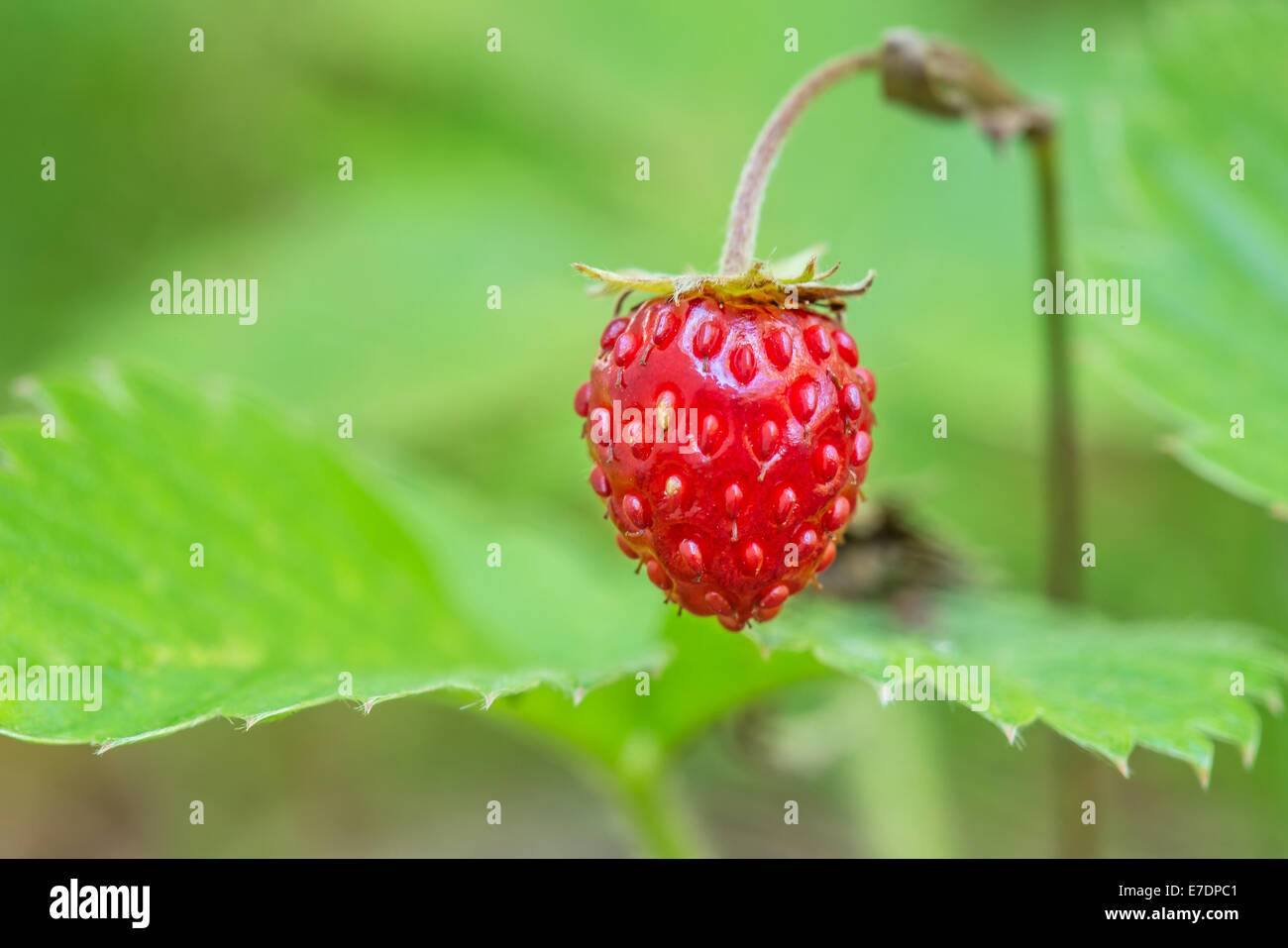 Ripe wild strawberry berry closeup Stock Photo - Alamy
