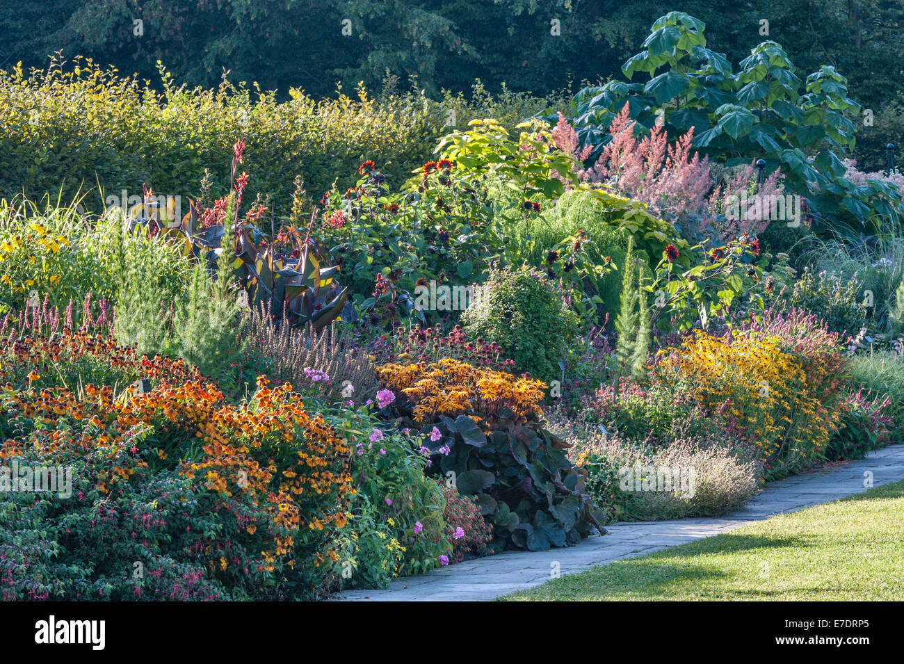 The RHS gardens at Wisley, UK. Helenium 'Sahin's Early Flowerer', Ligularia 'Britt Marie Crawford' in the mixed borders, September Stock Photo