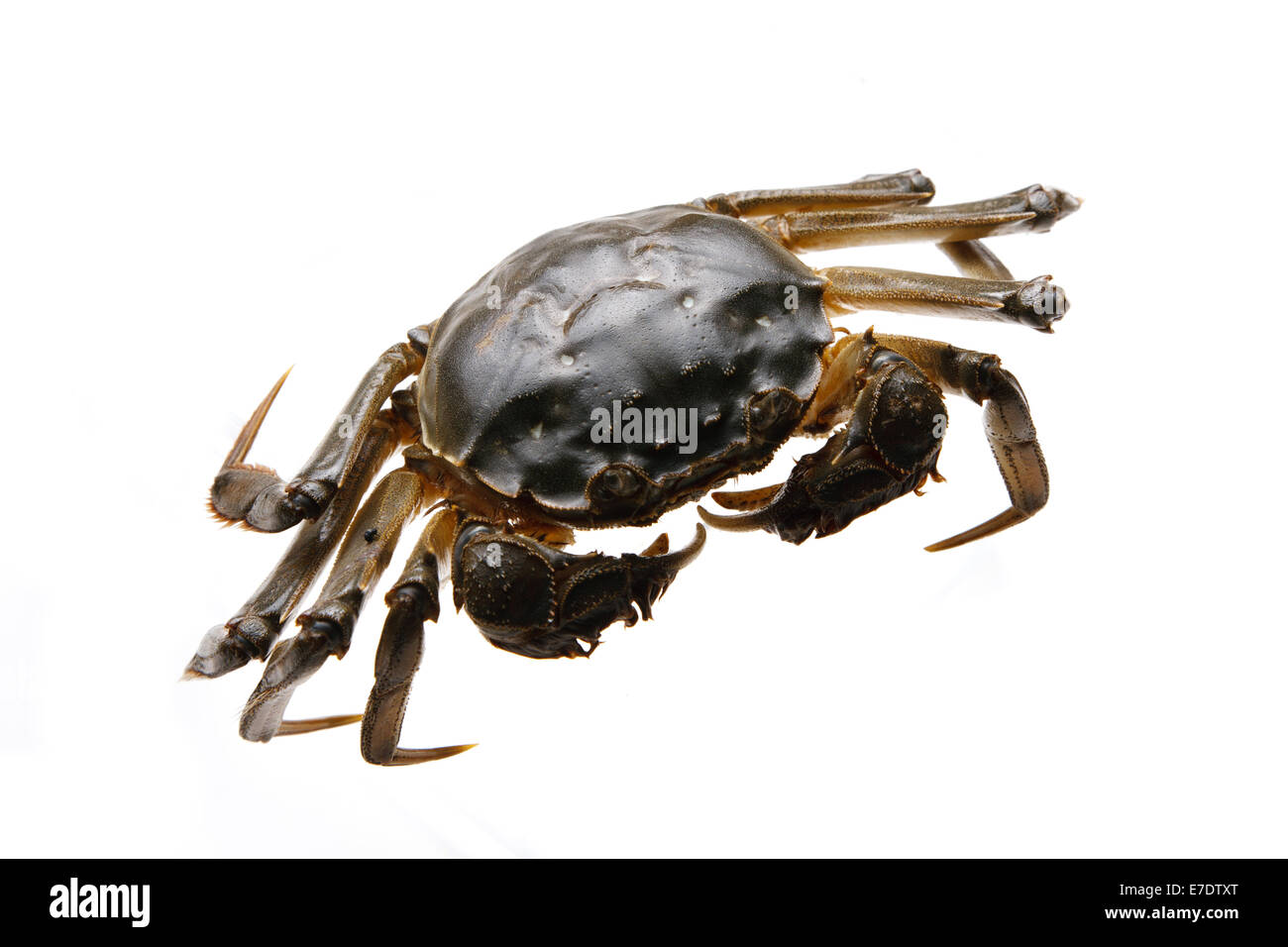 Closeup of crabs Stock Photo Alamy