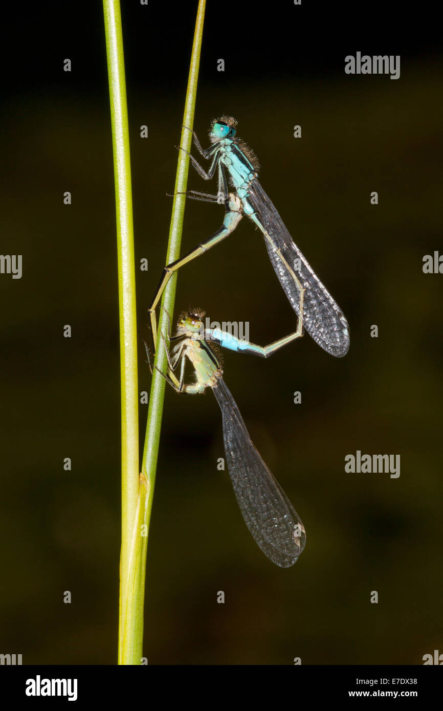 Mating Blue-tailed Damselflies on a reed Stock Photo