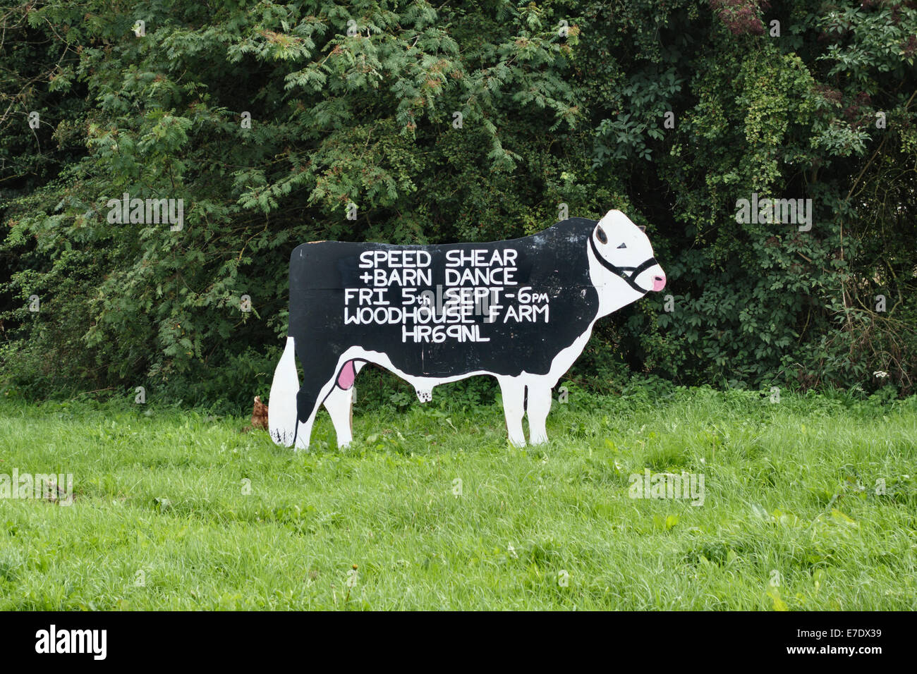 Sign in the shape of a bull advertising  a speed shearing and barn dance organised by the local Young Farmers' Club (YFC), Wales, UK Stock Photo