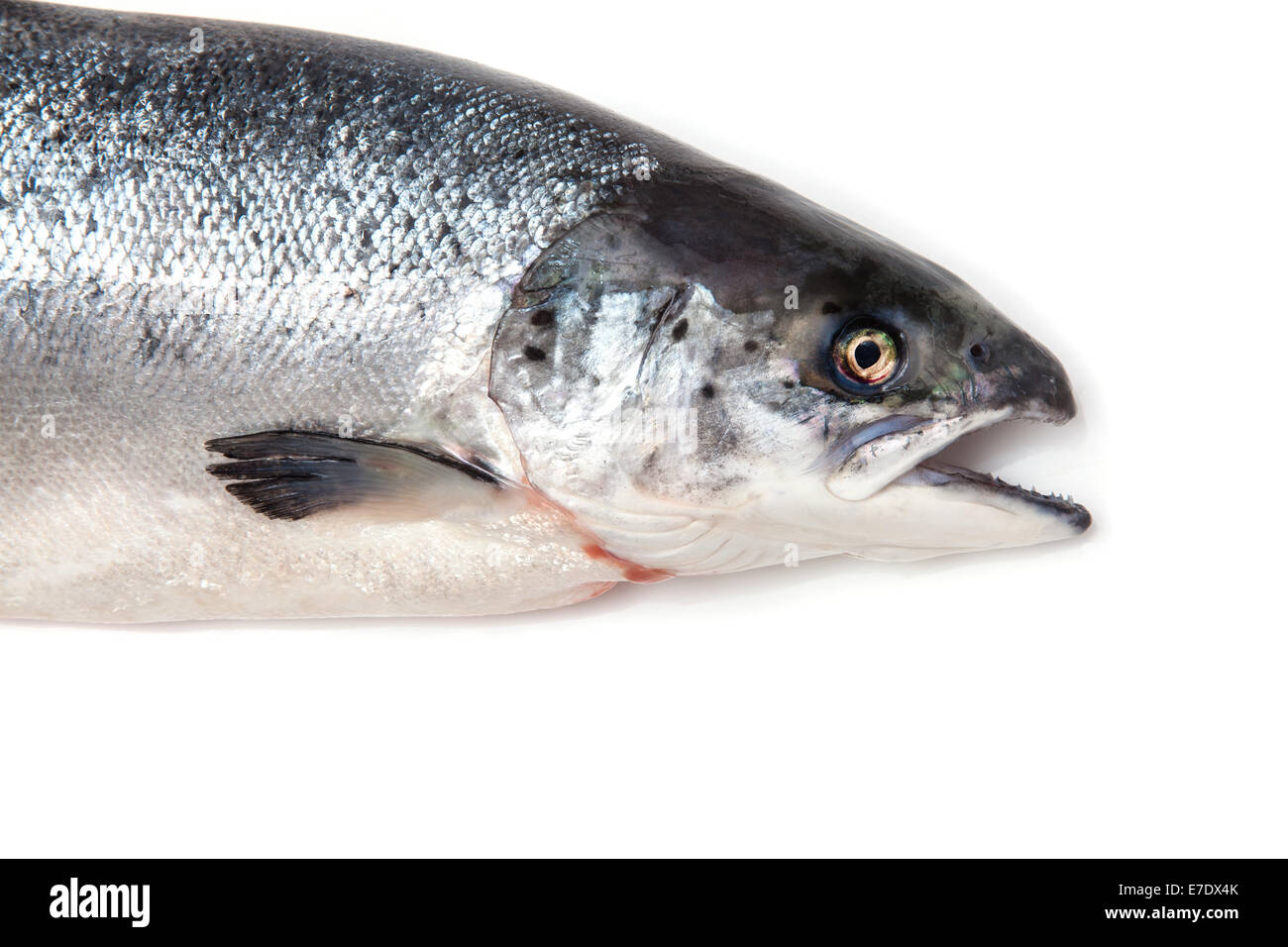 Scottish Atlantic Salmon (Salmo solar) whole fish, isolated on a white studio background. Stock Photo