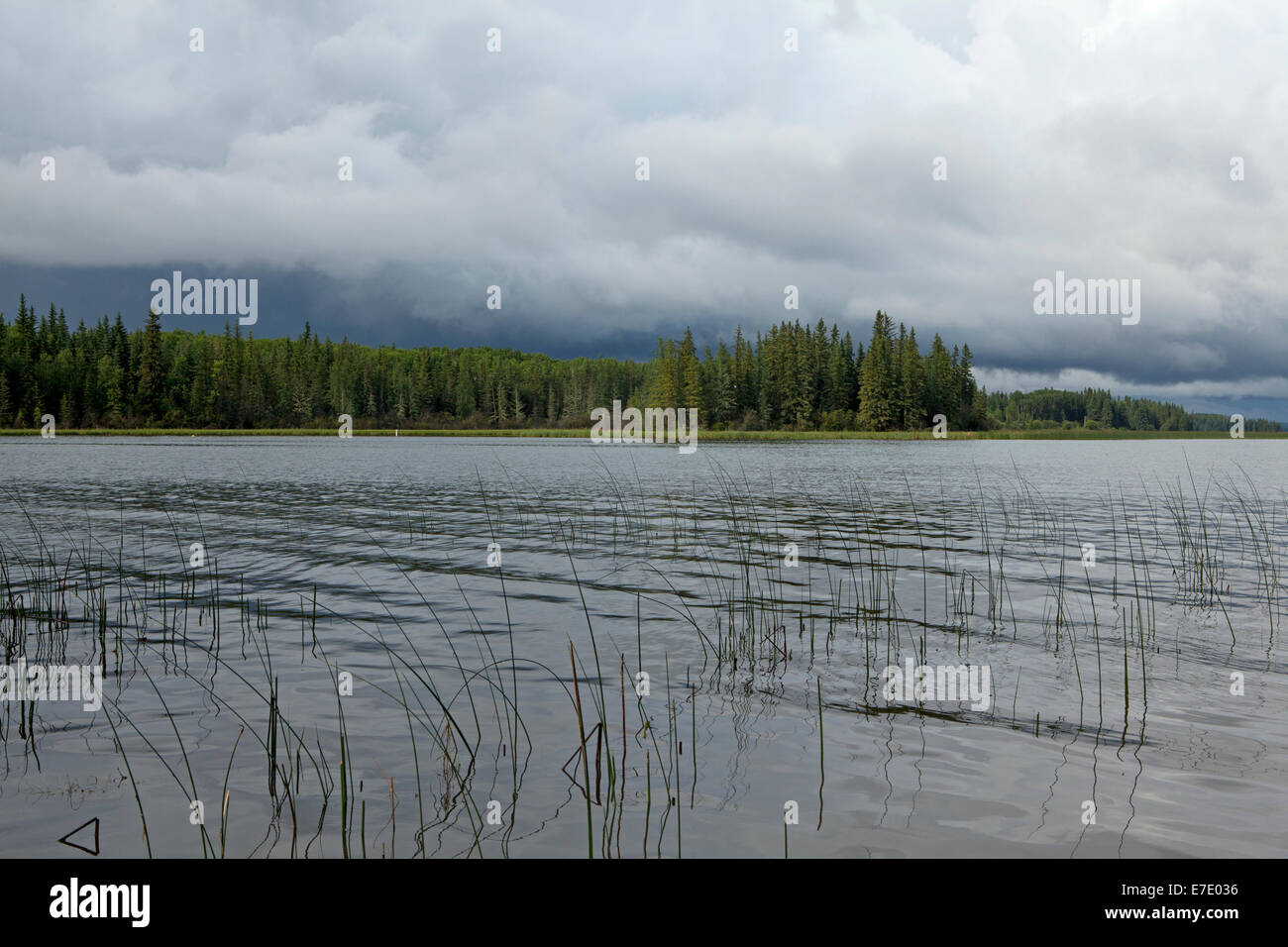 Crane Lake Alberta, Canada Stock Photo Alamy