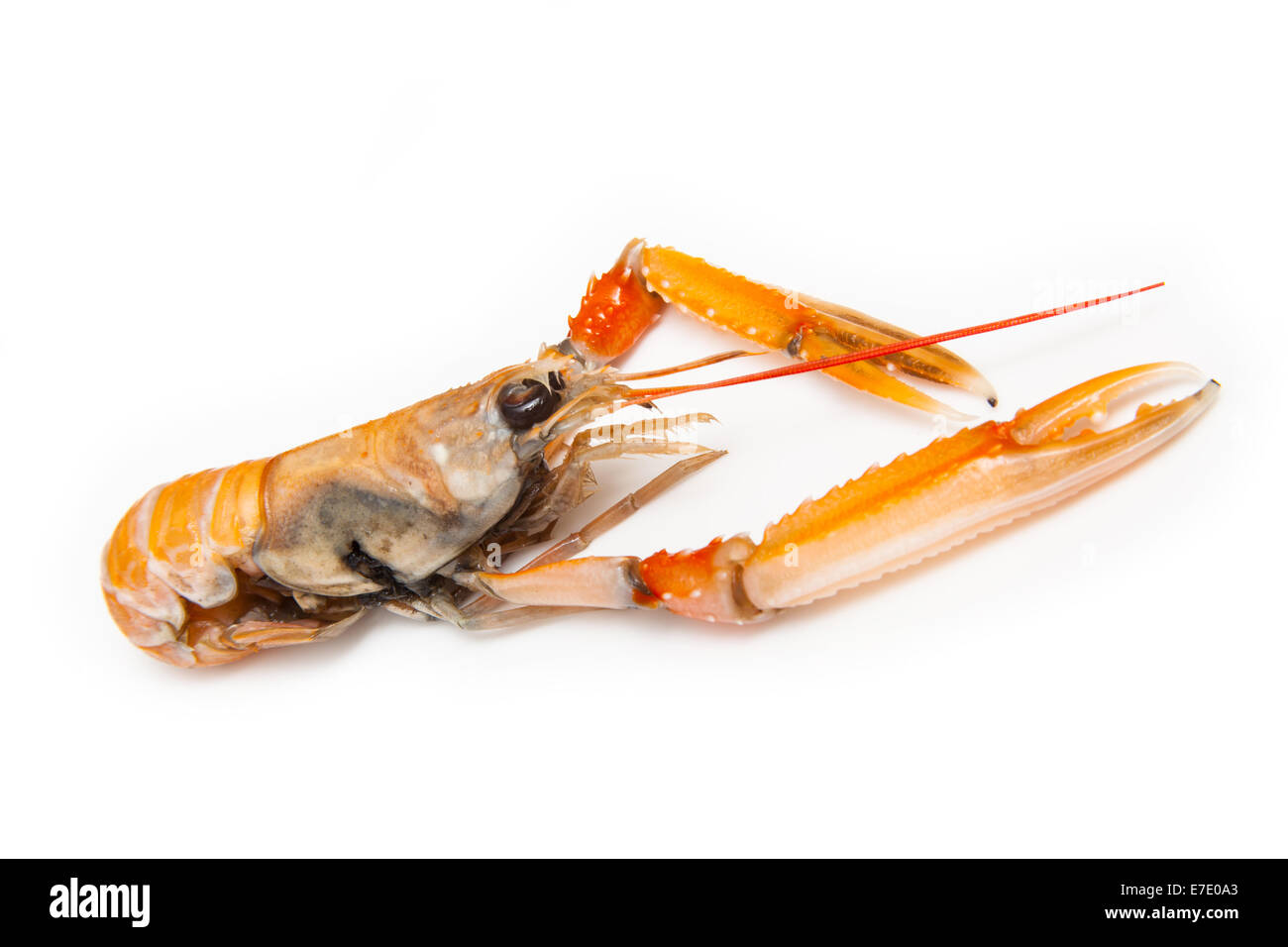 Langoustine (Nephrops norvegicus),Dublin Bay Prawn or Norway Lobster isolated on a white studio background. Stock Photo