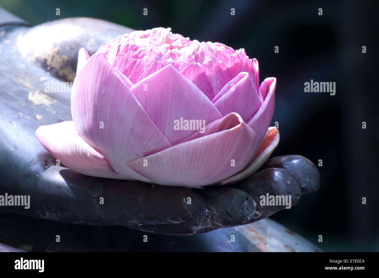 Buddha Poster Zen Meditation Buddha Holding Pink Lotus Flowers