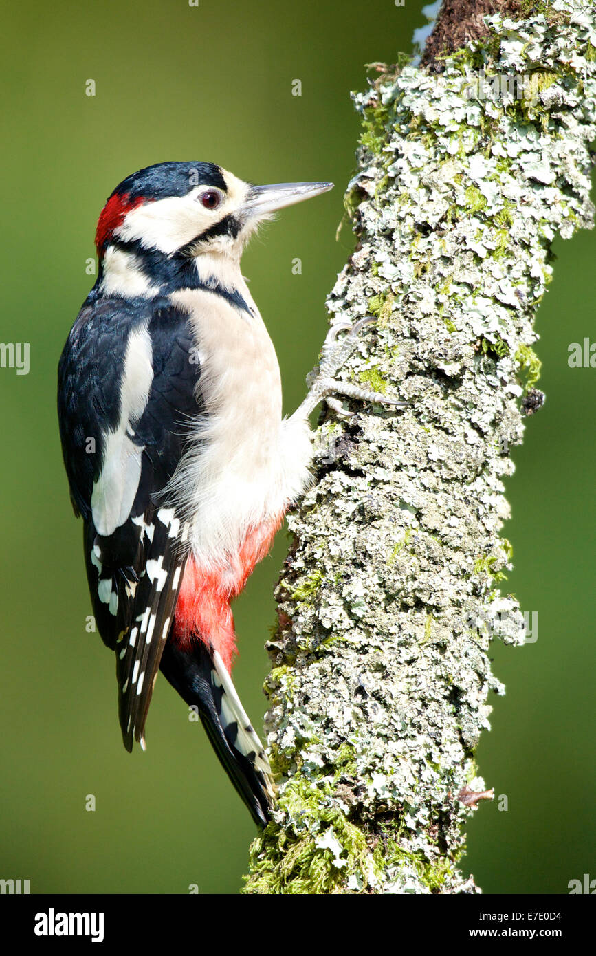 Adult Male, Greater Spotted Woodpecker with red nape at the back of the neck; perched on the lichen covered twig #3051 Stock Photo