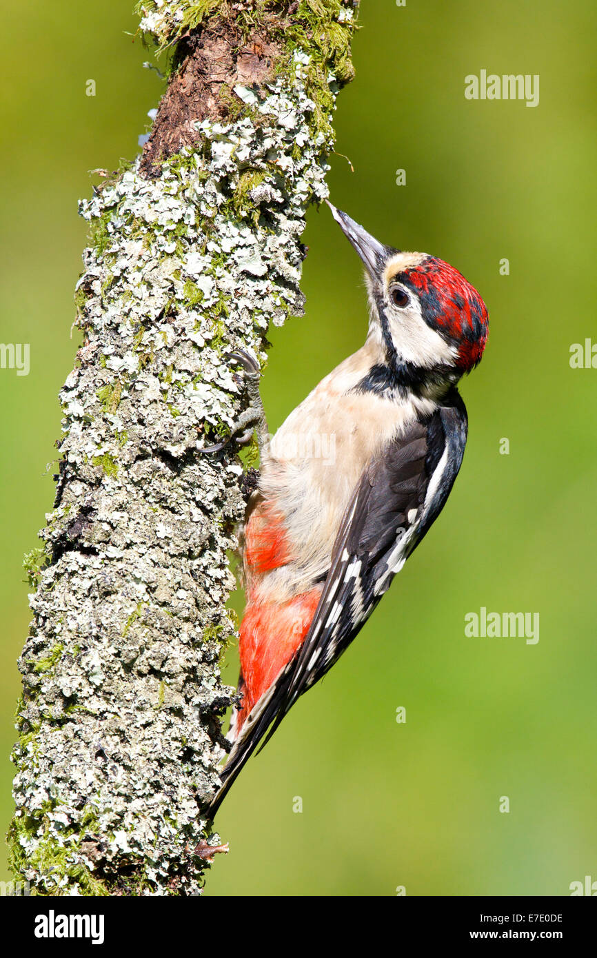 Juvenile Greater Spotted Woodpecker with the distingtive red cap perched on the Lichen covered branch #3140 Stock Photo