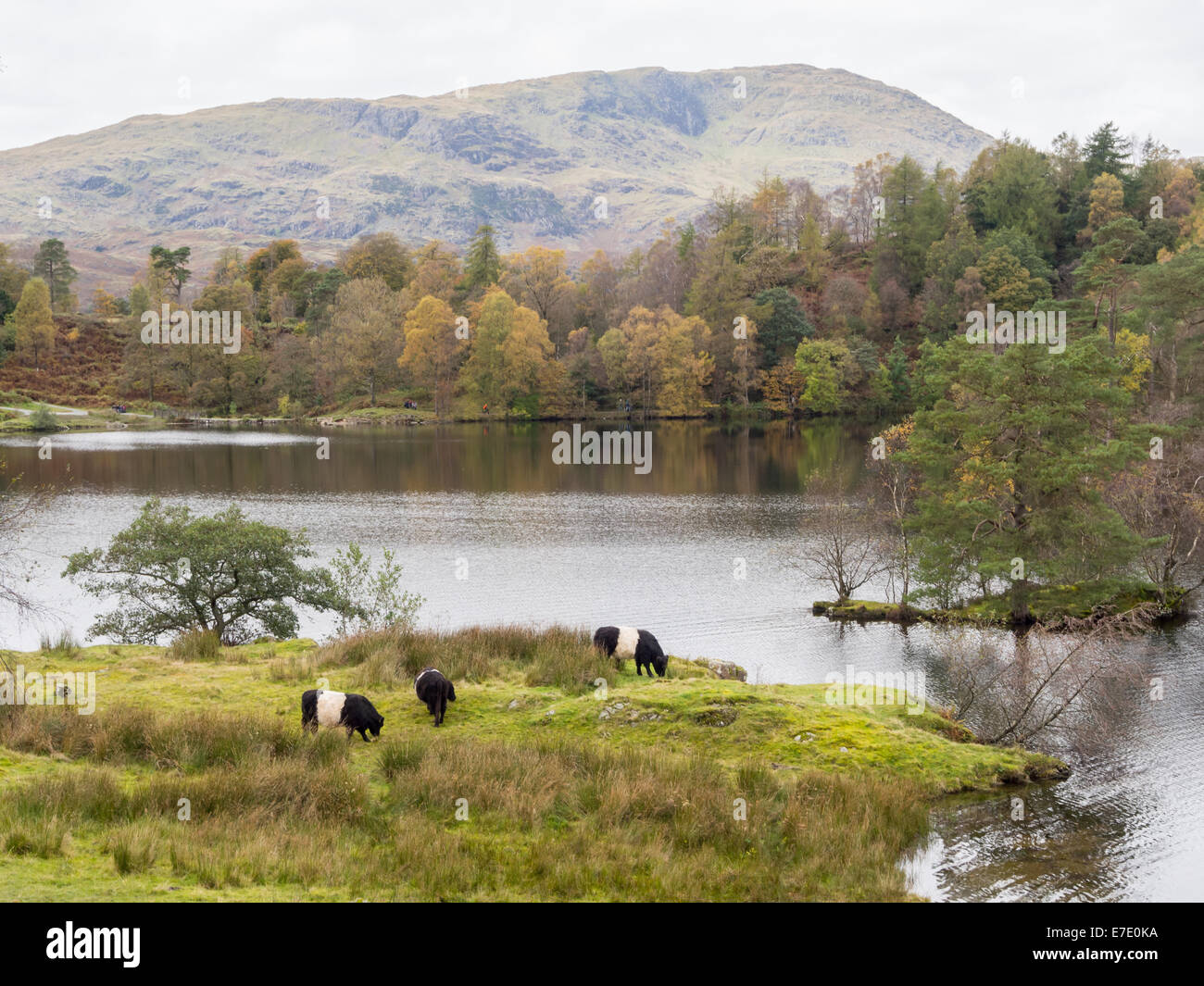 Quiet and peaceful scenery of the Tarn Hows in autumn with Belted Galloway roaming. In the Lake District, England, uk. Stock Photo