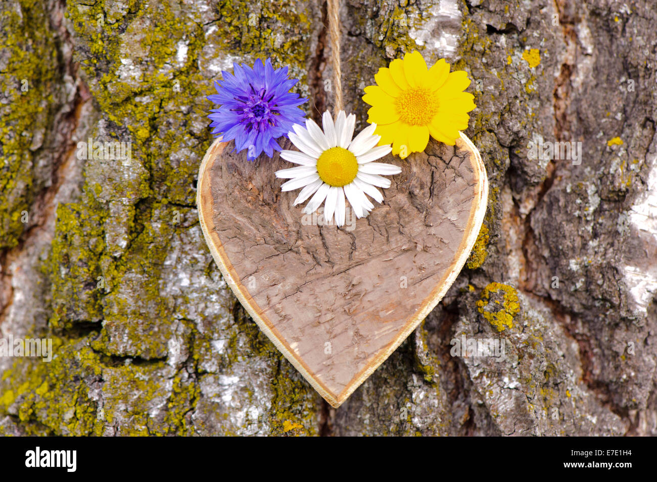 carved wooden heart hanging on bark tree Stock Photo