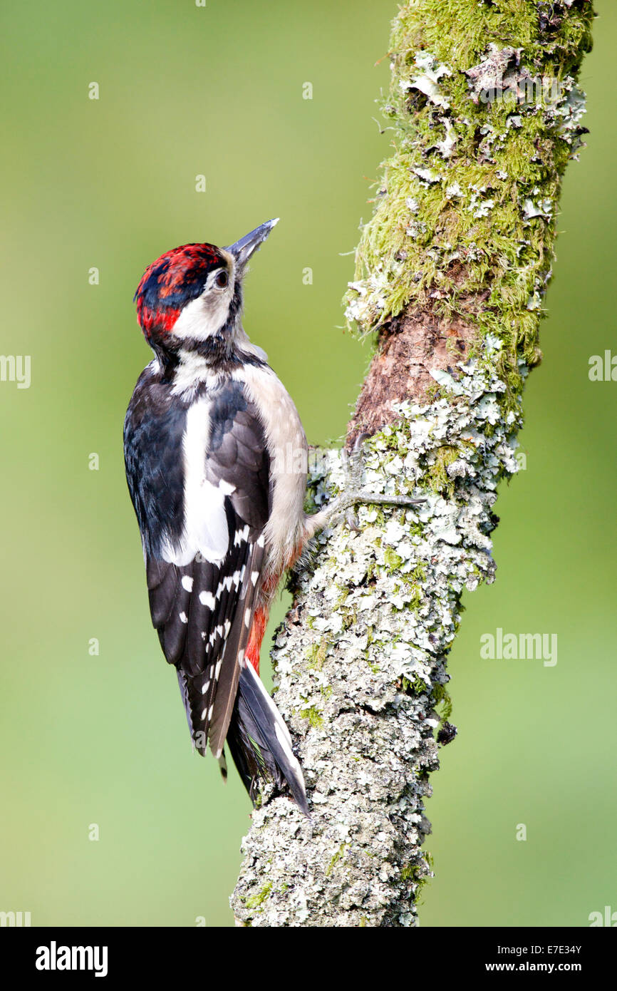 Juvenile Greater Spotted Woodpecker with the distingtive red cap 3201 Stock Photo Alamy