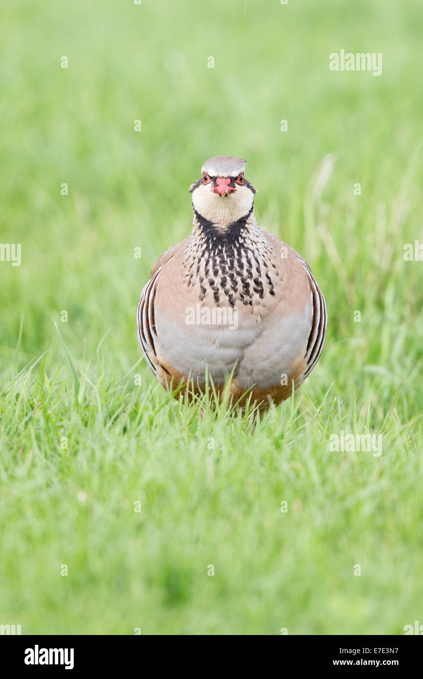 Adult Red-legged Partridge (Alectoris rufa) in grassland Stock Photo ...
